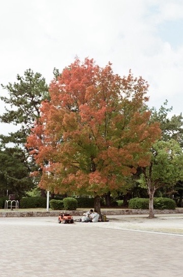 A blazing red maple over a quiet plaza, a child's toy car parked in its shade