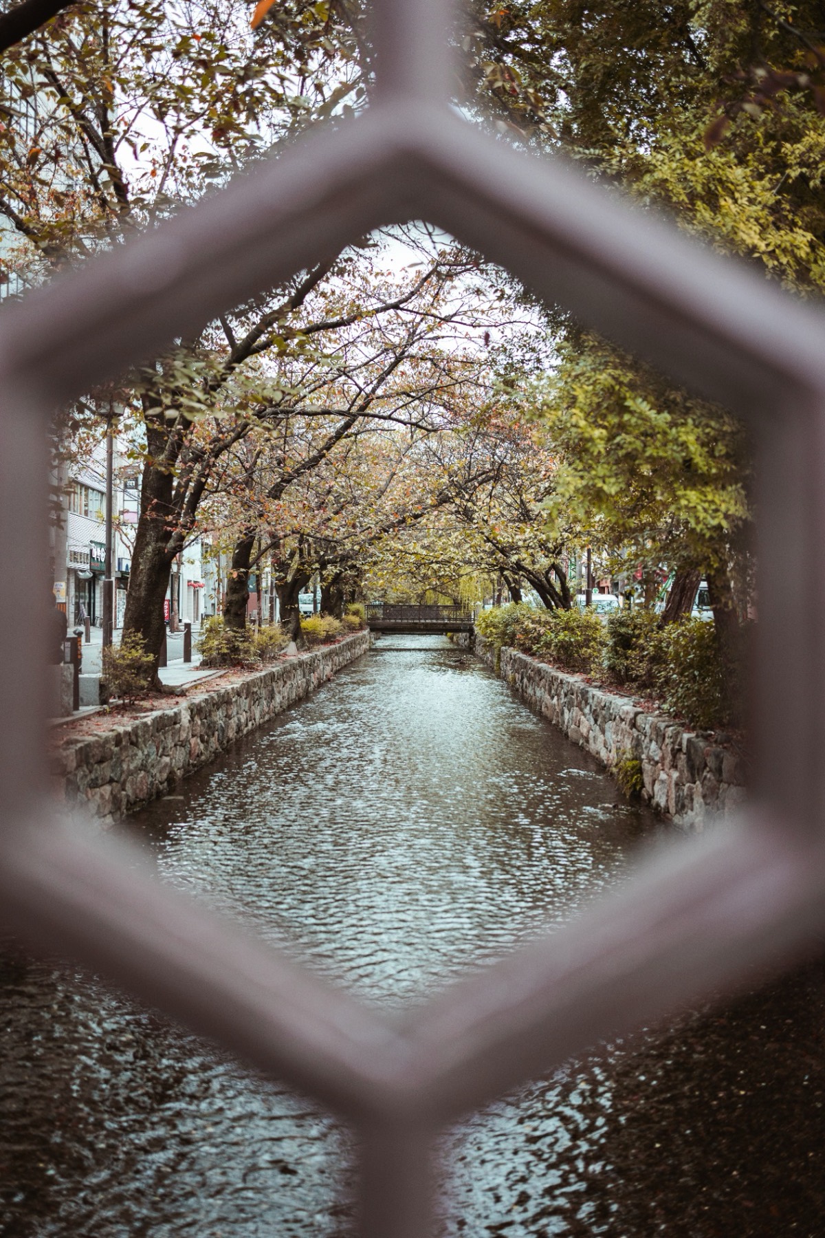 A tree-lined canal seen through a hexagonal lattice window