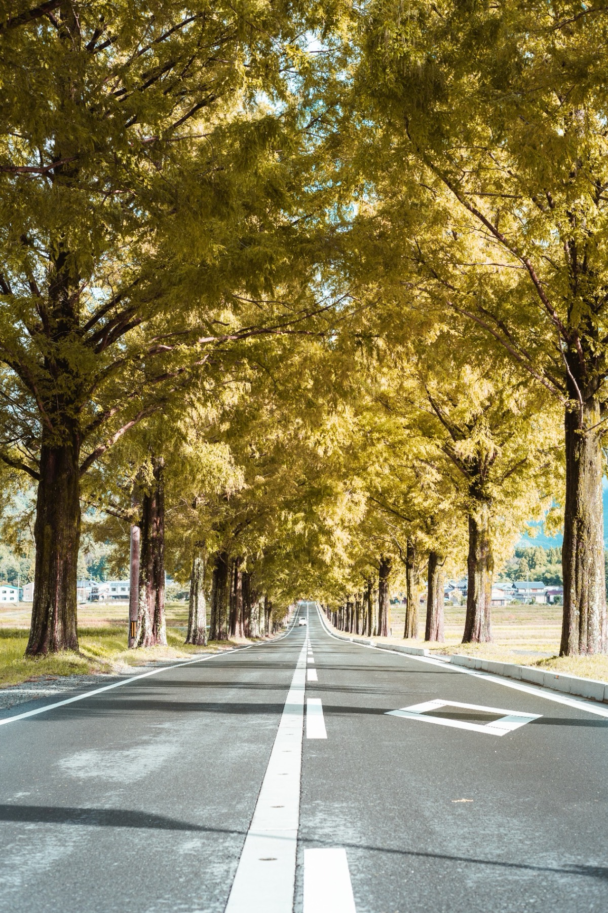 A quiet country road lined with golden ginkgo trees