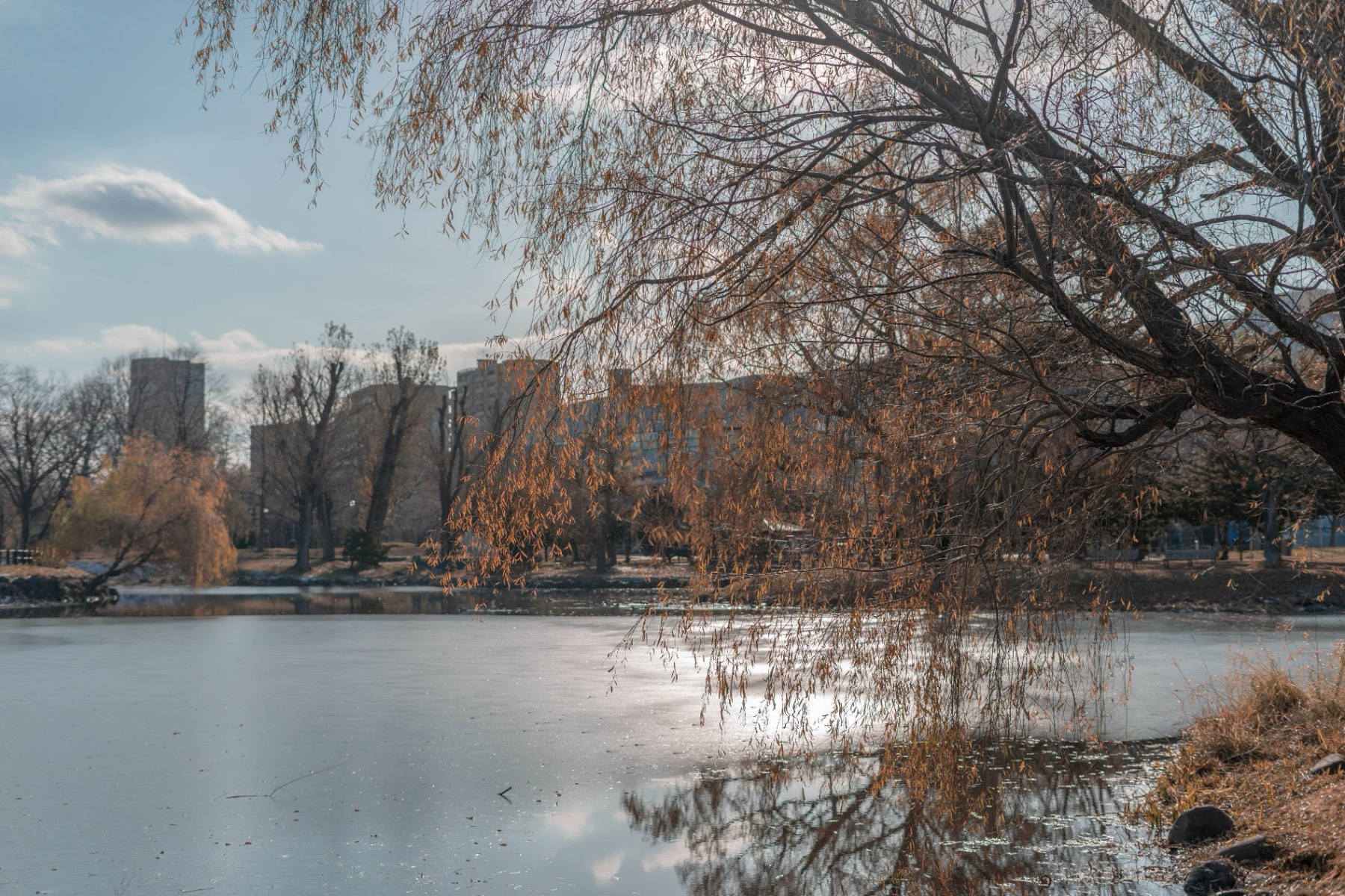 A frozen lake under willow branches in Hokkaido, apartment blocks in the distance