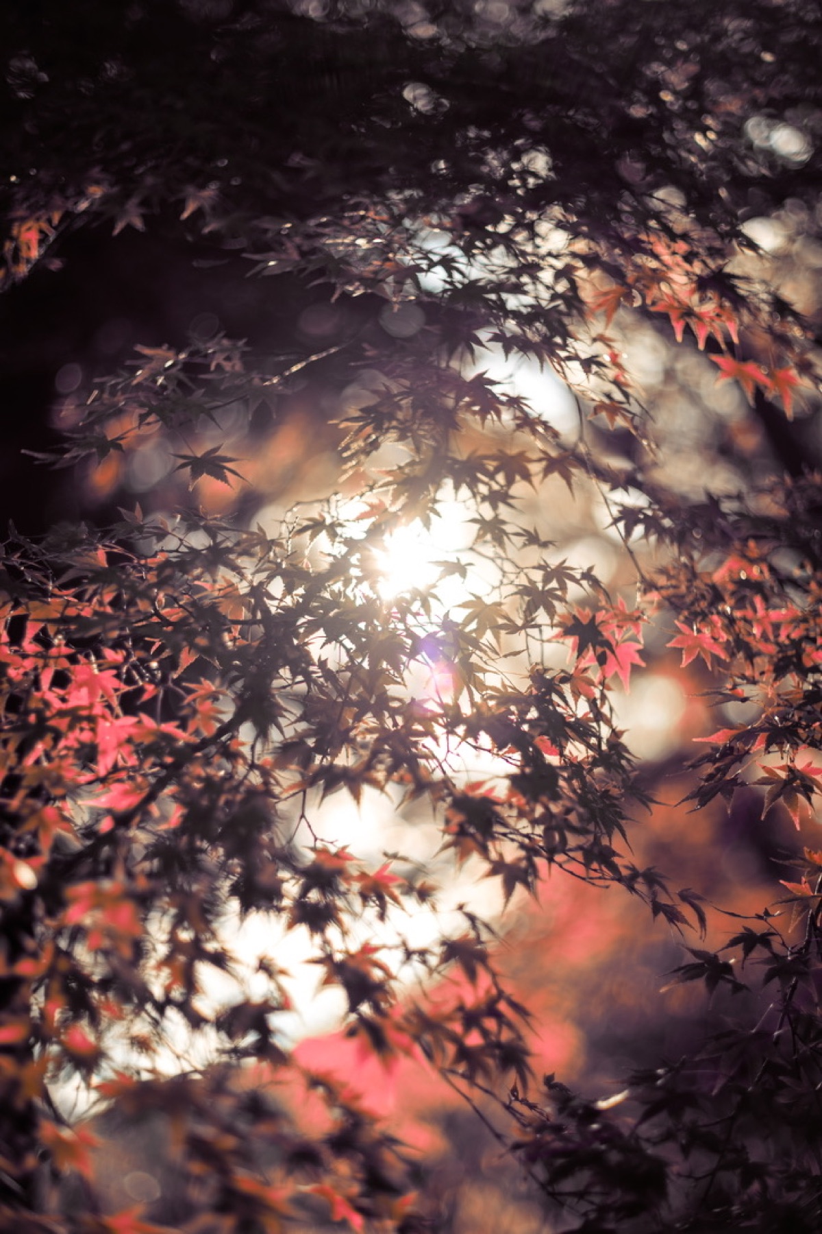 Sunlight bursting through red and amber Japanese maple leaves